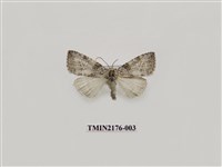 藏品(臺灣銀斑異波紋蛾)的圖片